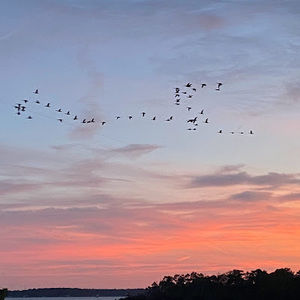 Meet your Posher, Jacquelynne